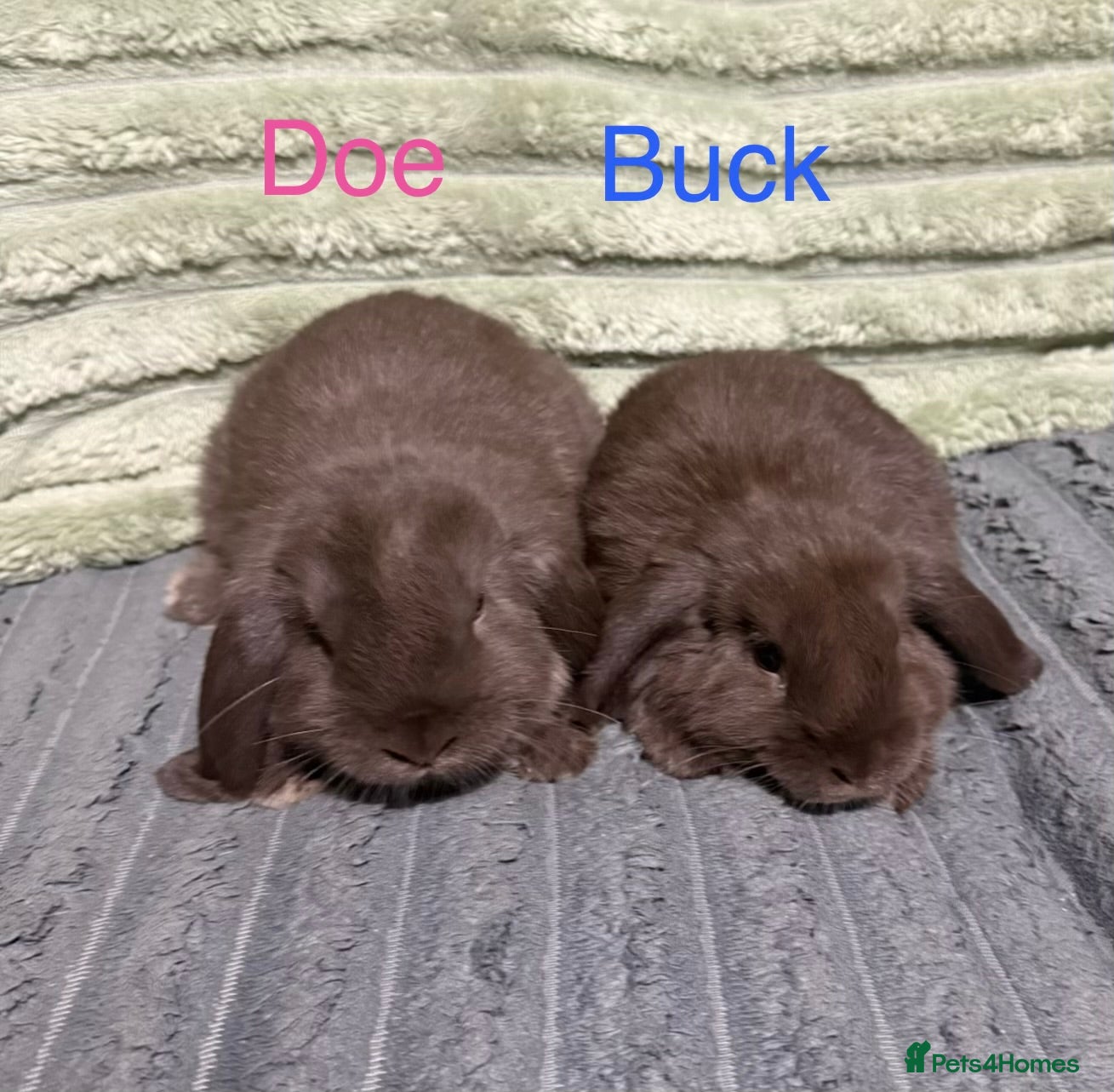 Mini Lop rabbits 💙💜Beautiful Chocolate Mini Lops💜💙 2 Left - Advert 13