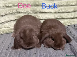 Mini Lop rabbits 💙💜Beautiful Chocolate Mini Lops💜💙 2 Left - Advert 13