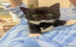 Mixed Breed cats for sale: 2 Sisters 1 Tabby and 1 Tuxedo Persian Mix - Image 7