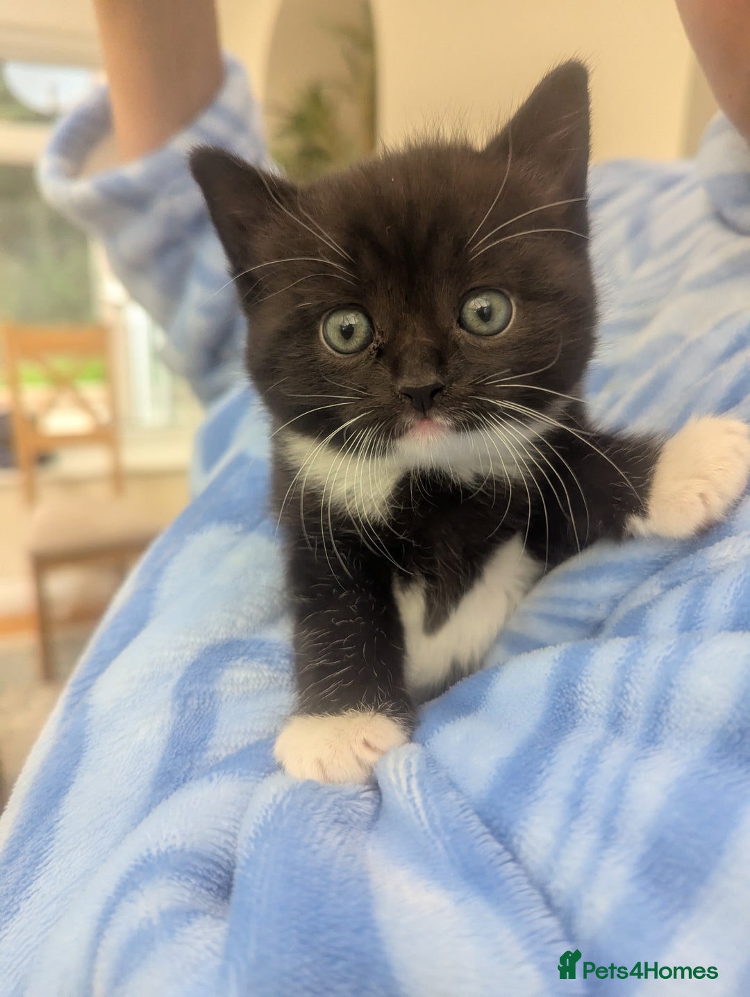 Mixed Breed cats for sale: 2 Sisters 1 Tabby and 1 Tuxedo Persian Mix - Image 7