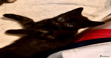 Savannah cats F4 Savannah kittens  - Advert 1