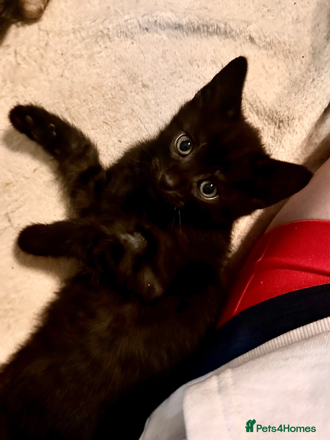 Savannah cats for sale: F4 Savannah kittens  - Advert 35