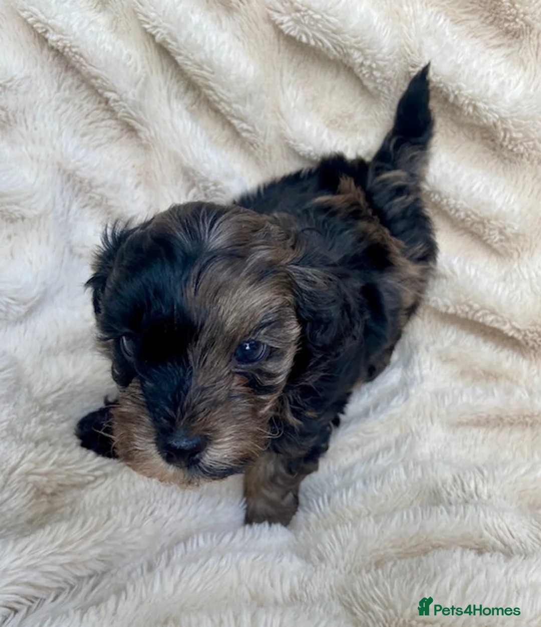 Maltipoo dogs for sale: Adorable F1B Merle/Maltipoo Puppies x 5 - Advert 21