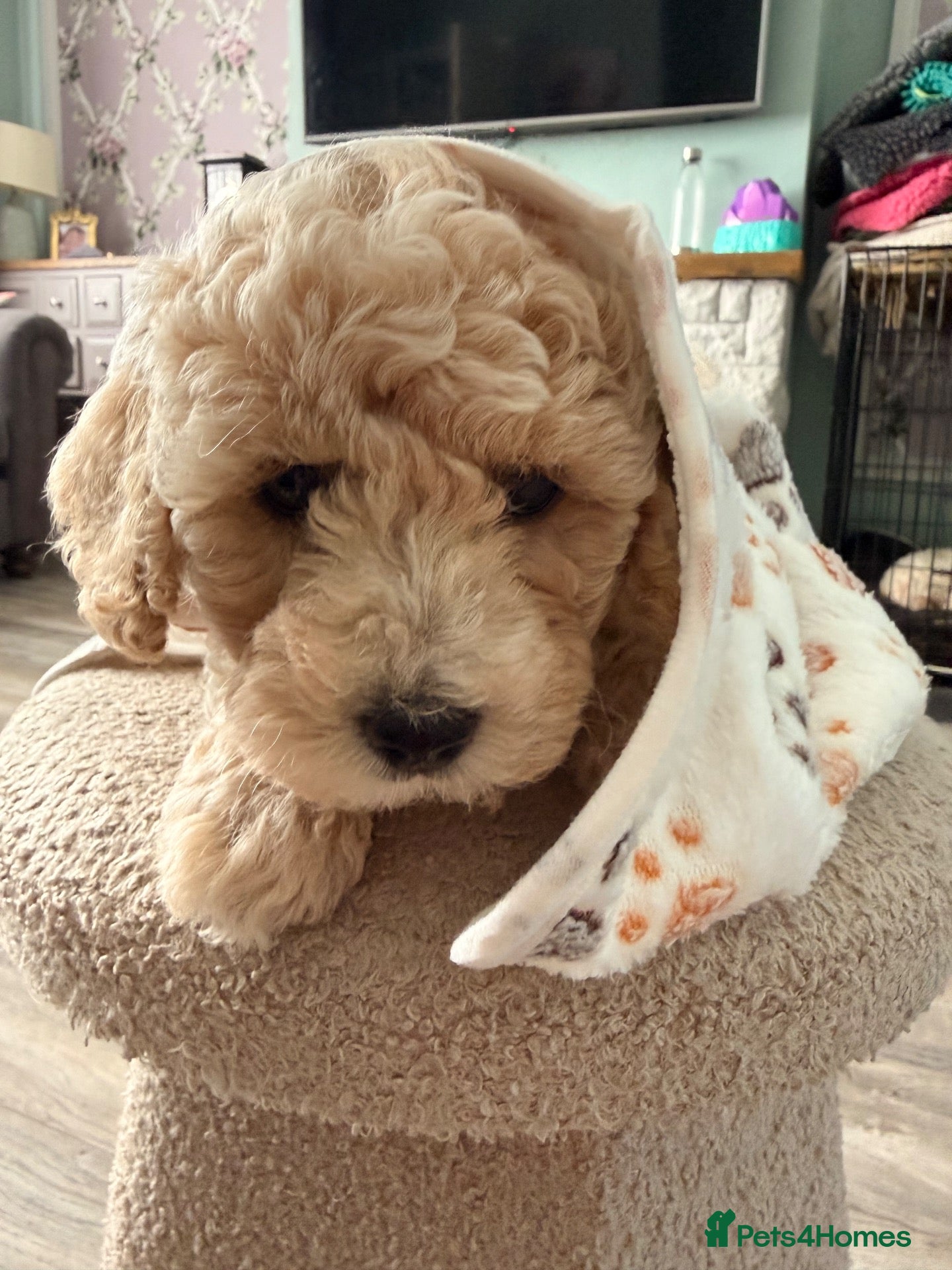 Poochon dogs Two stunning F1 poochon males avaailable - Advert 2