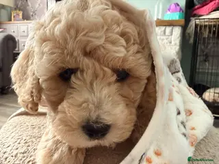 Poochon dogs Two stunning F1 poochon males avaailable - Advert 2