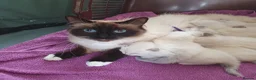 Siberian cats for sale: Gorgeous Neva Masquerade Baby Boy - Advert 6