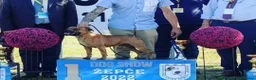 Staffordshire Bull Terrier dogs for sale: Red staffy puppys  - Advert 7