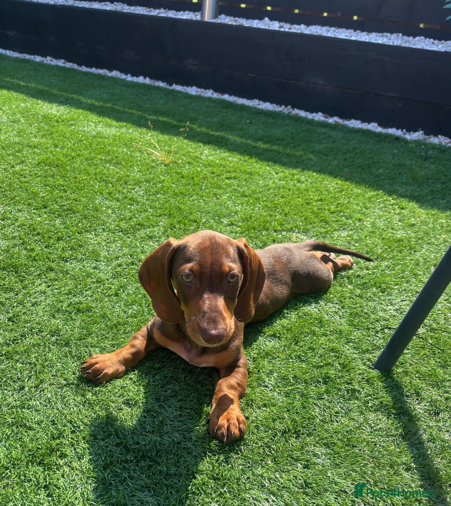 Dachshund dogs Miniature dachshund puppy  - Advert 3