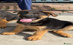German Shepherd dogs for sale: German Shepard  READY TO LEAVE  - Image 2