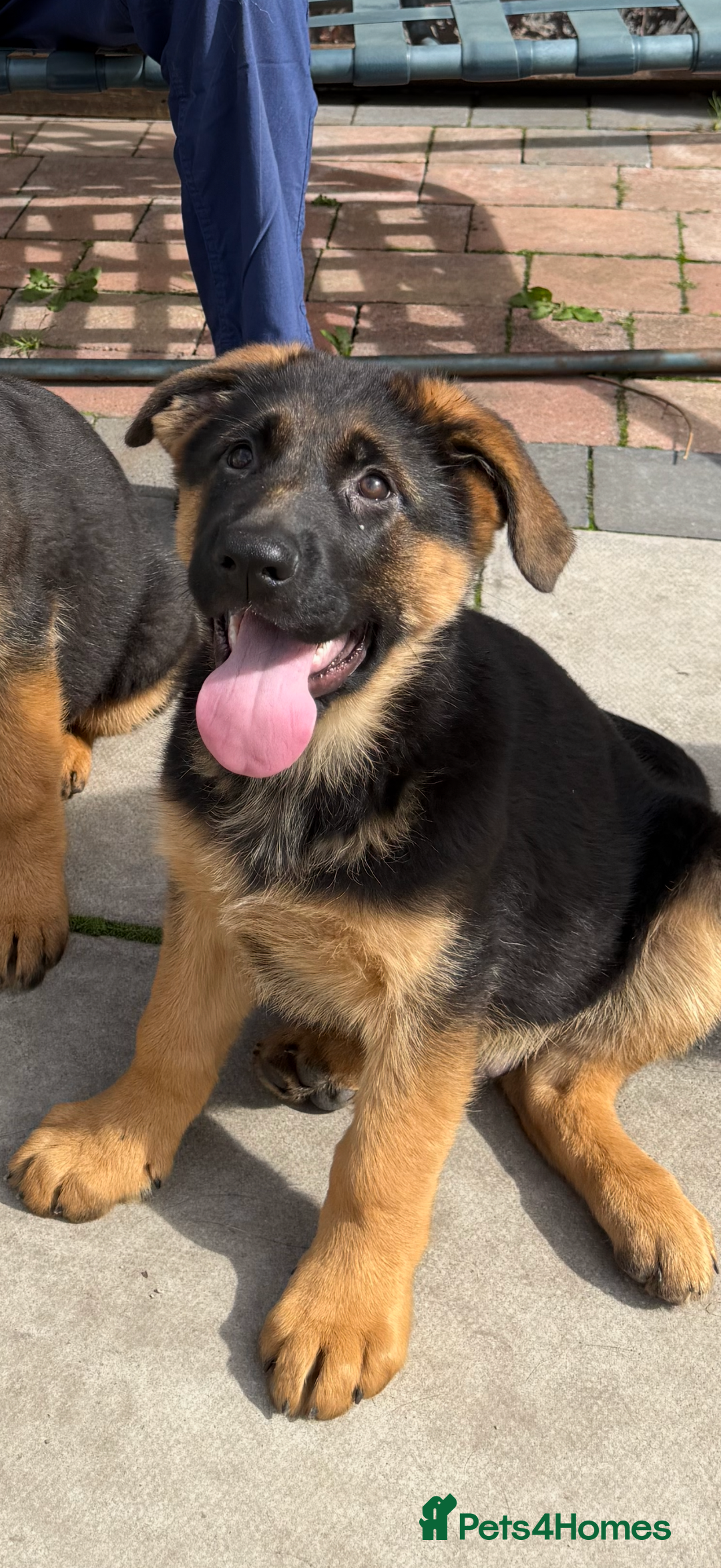 German Shepherd dogs for sale: German Shepard  READY TO LEAVE  - Image 2