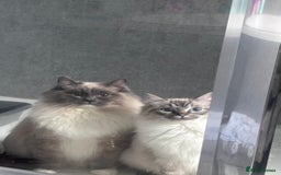 Ragdoll cats for sale: Gorgeous Ragdoll kittens  - Image 8