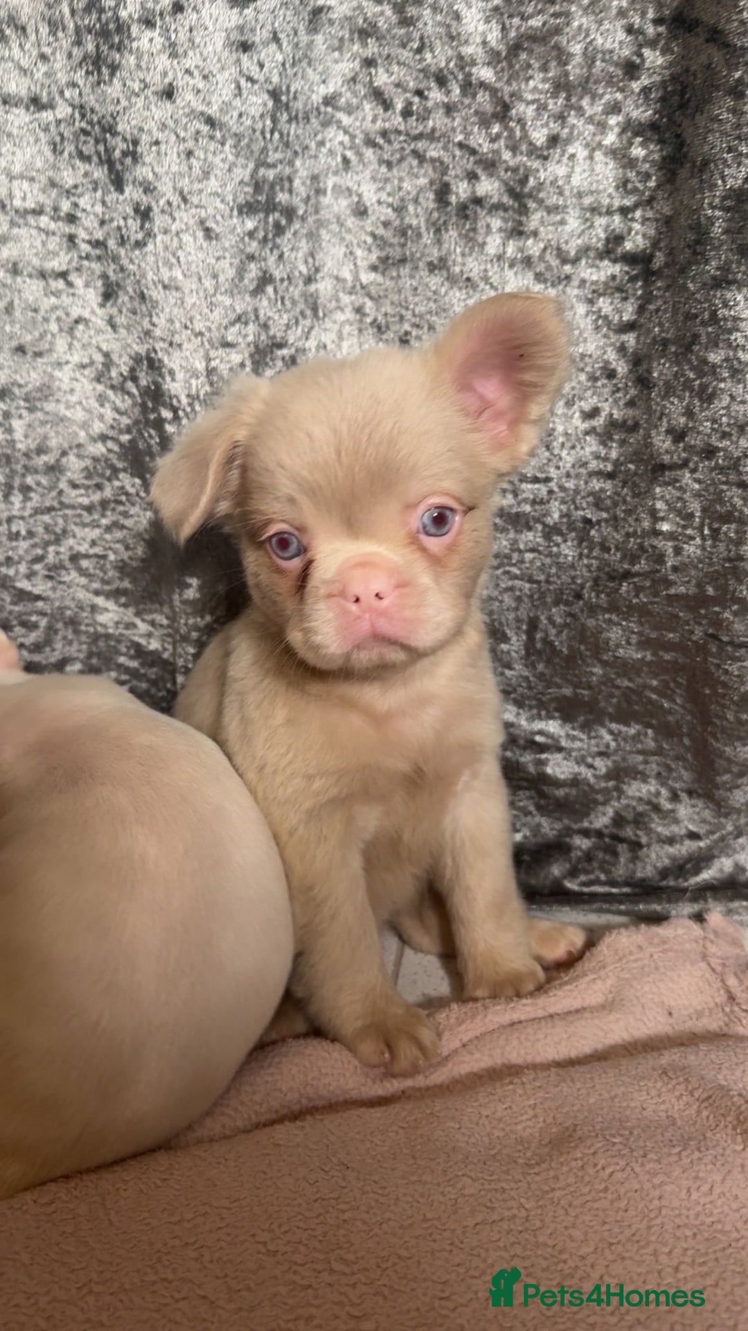 French Bulldog dogs for sale: REDUCED mixed pink and caramel French bulldogs - Advert 2