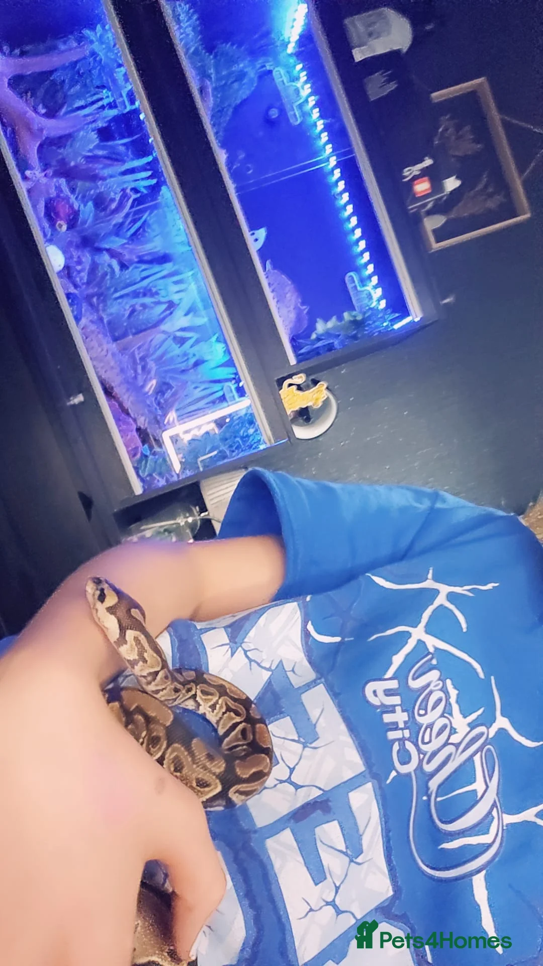 Python Snake reptiles for sale: Ball pythan and set up £150 - Advert 9