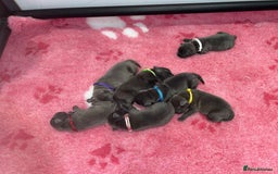 Staffordshire Bull Terrier dogs for sale: BEAUTIFUL BLUE STAFFY PUPPYS FOR SALE!!! - Image 1