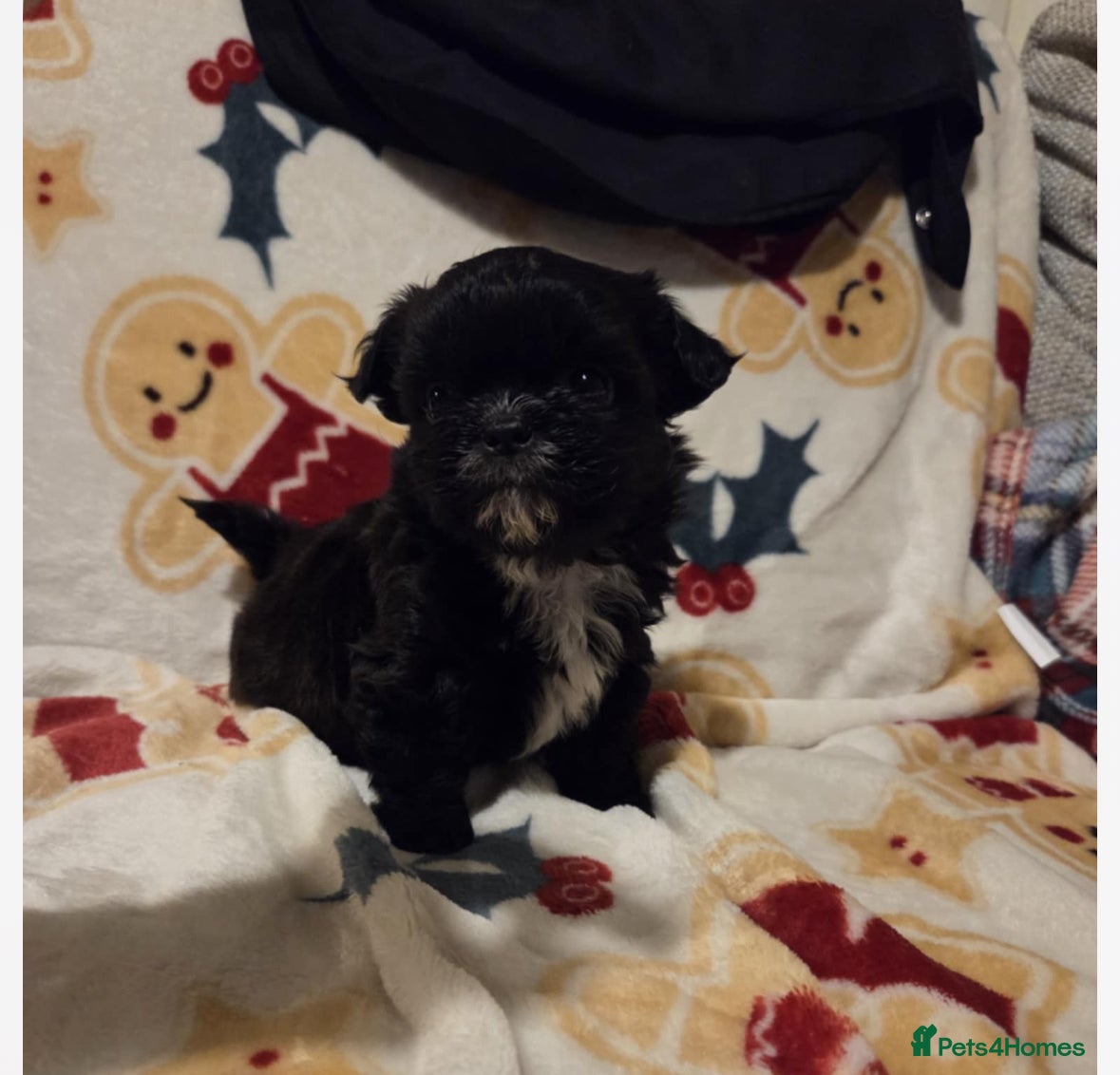 Mixed Breed dogs Shih tzu puppies for sale - Advert 1