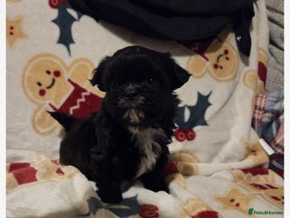 Mixed Breed dogs Shih tzu puppies for sale - Advert 3