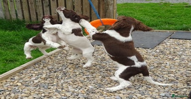 English Springer Spaniel dogs - Advert 13