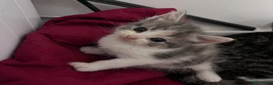 Domestic Shorthair 5