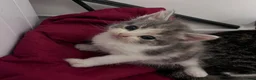 Domestic Shorthair cats for sale: Kittens ready to leave for their new homes  - Advert 13