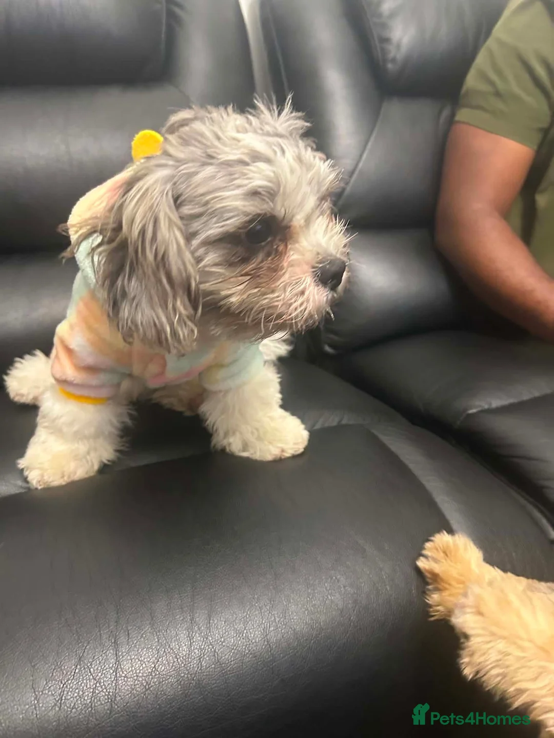 Shihpoo dogs for sale: ShihPoo Puppies — Ready Now! 🐾 in Ilford - Advert 4