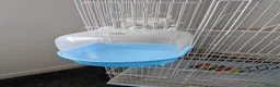 Mixed Breed birds for sale: Bird cage for sale. XXL BRAND NEW accessories Inc. in Dartford - Advert 6