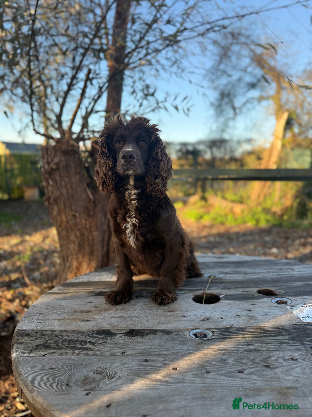 Cocker Spaniel dogs for sale: Beautiful spaniel looking for the best home  - Advert 1