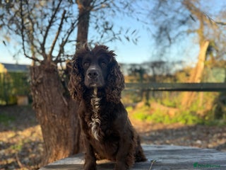 Cocker Spaniel dogs Beautiful spaniel looking for the best home - Advert 1