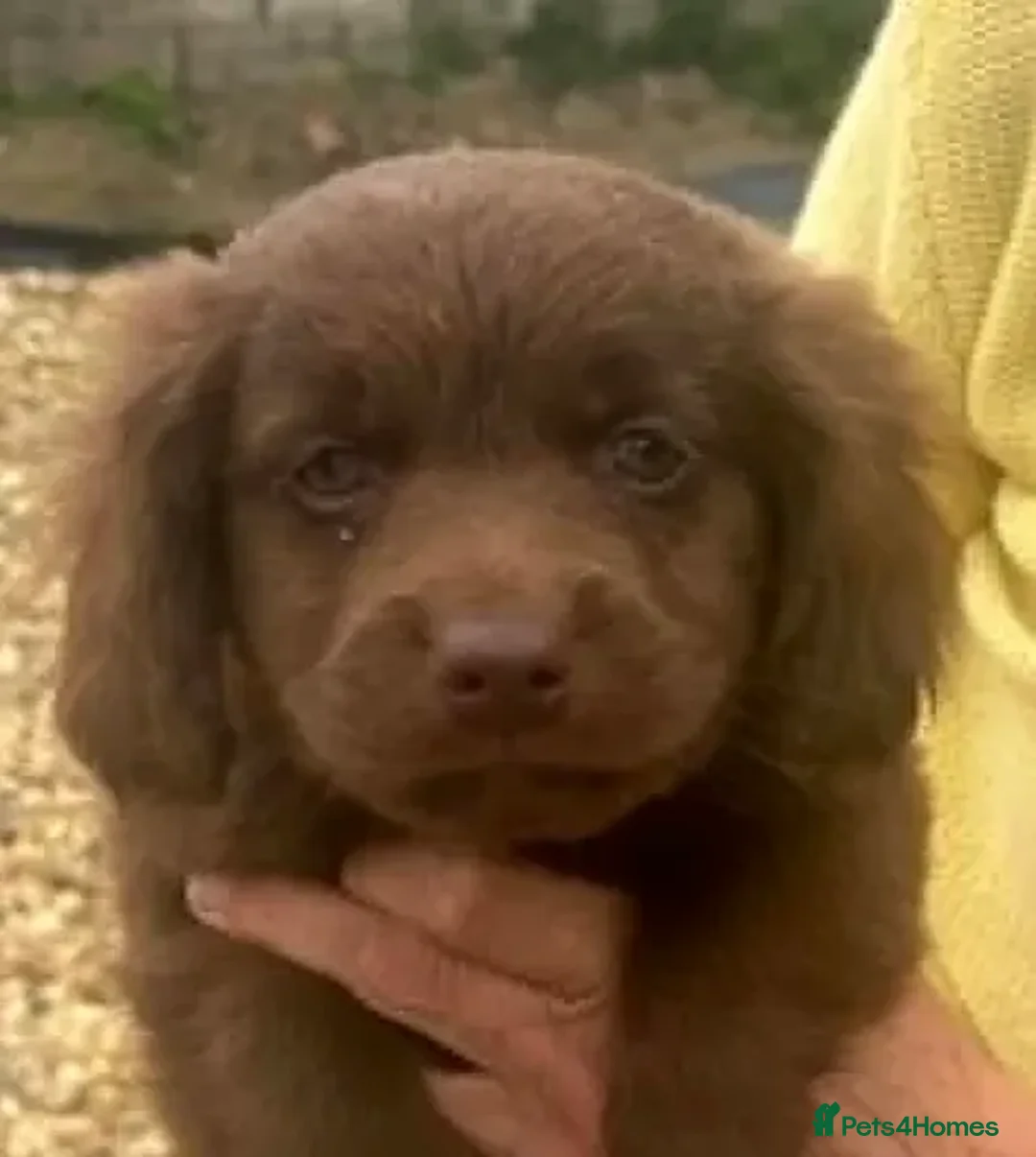 Mixed Breed dogs for sale: Cockeranians 5 girls 2 boys, ready now! - Advert 1