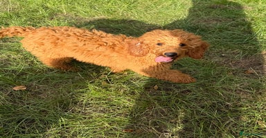 Miniature Poodle dogs in Stafford - Advert 3