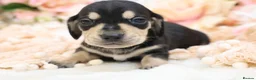Miniature Dachshund dogs for sale: KC Miniature Dachshund Puppies - Advert 13