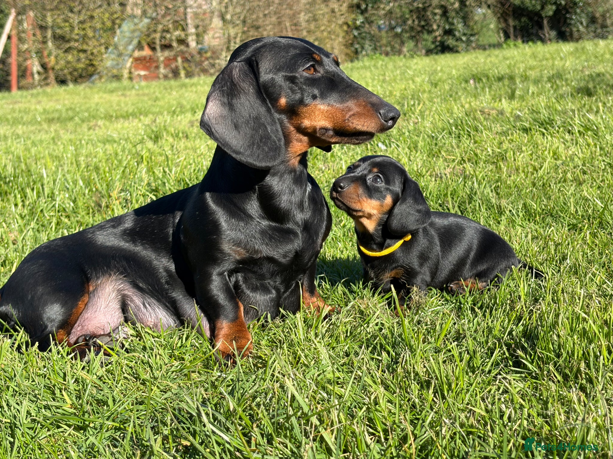 Miniature Dachshund dogs Miniature Smooth Dachshund Black & Tan - 1 Boy - Advert 2