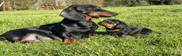 Miniature Dachshund dogs for sale: Miniature Smooth Dachshund Black & Tan - 1 Boy in Swindon - Advert 2