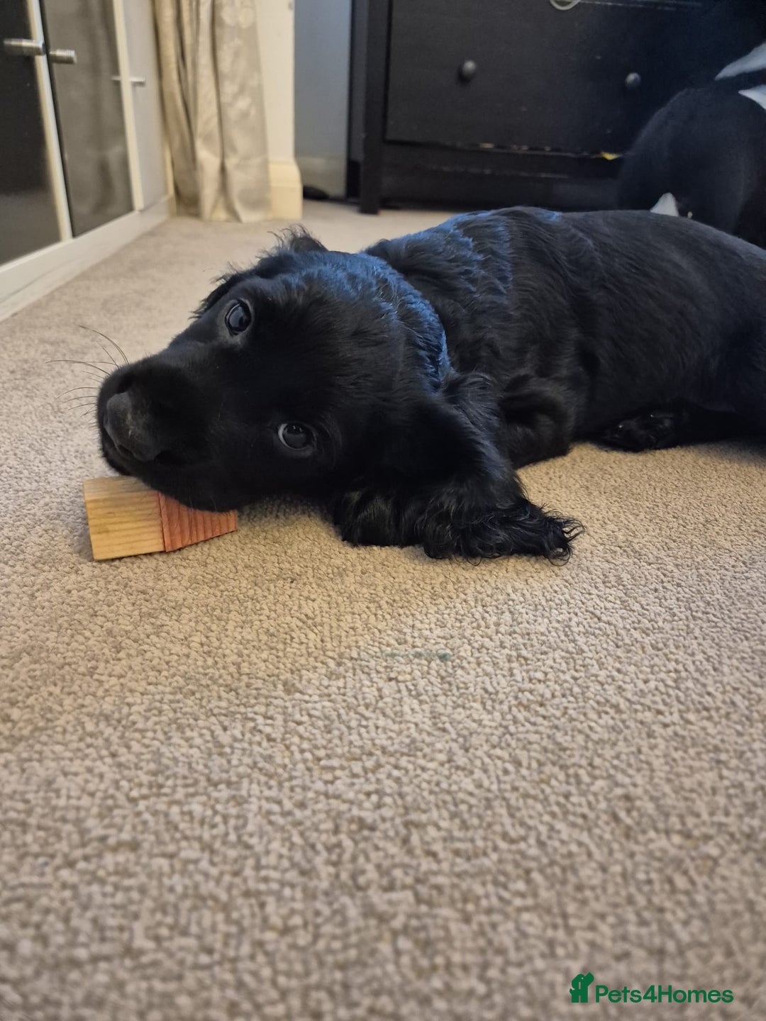 Cocker Spaniel dogs for sale: Superb Quality Royal KC Cocker Spaniel Puppies - Advert 19