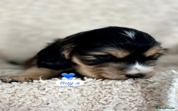 Cocker Spaniel dogs for sale: 🐾 Adorable Cocker Spaniel Puppies for Sale! 🐾  - Image 17