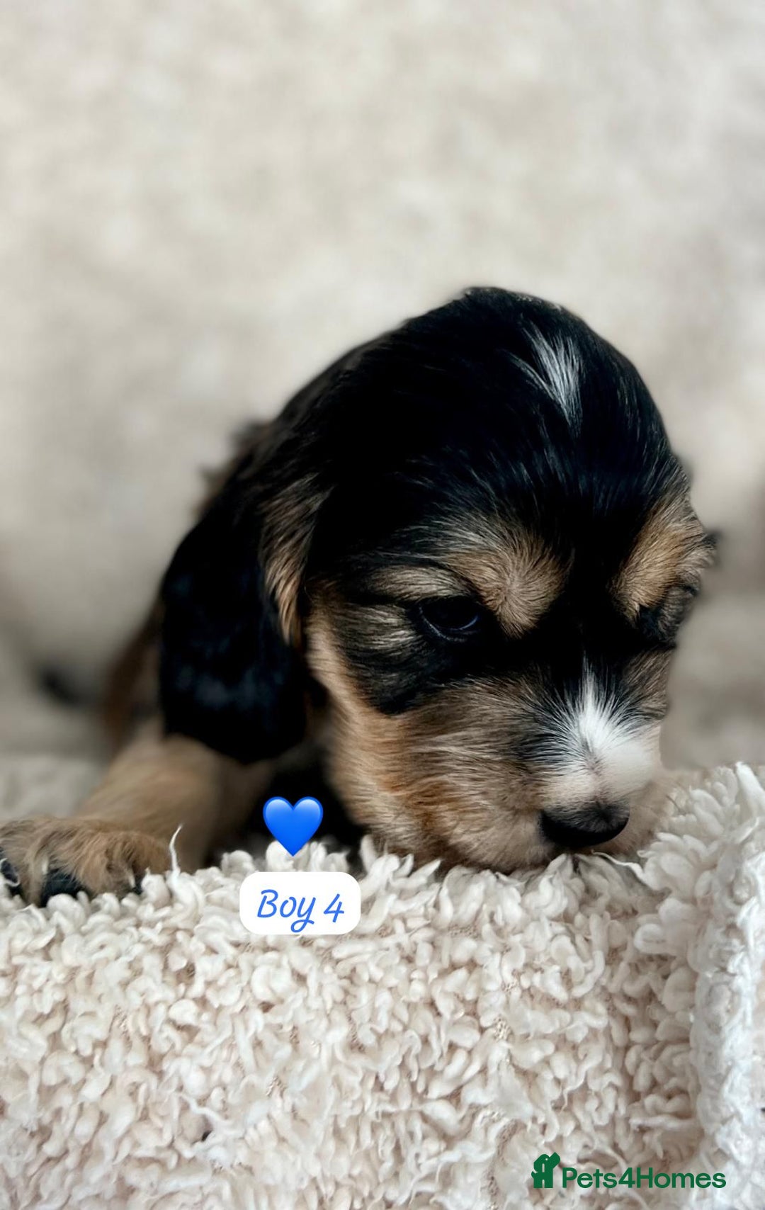 Cocker Spaniel dogs for sale: 🐾 Adorable Cocker Spaniel Puppies for Sale! 🐾  - Image 17