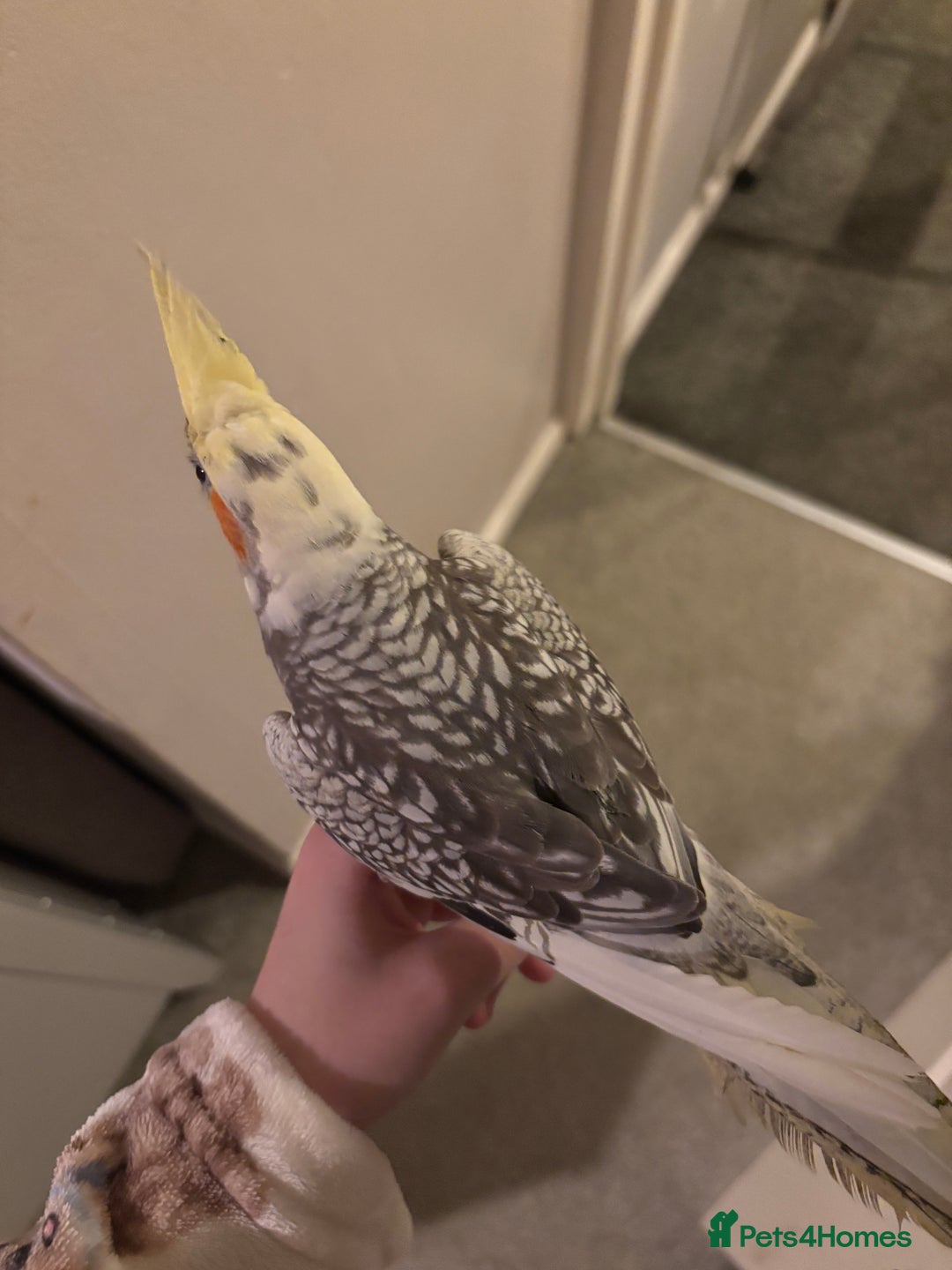 Cockatiels birds for sale: beautiful tame cockatiel for sale  - Advert 2