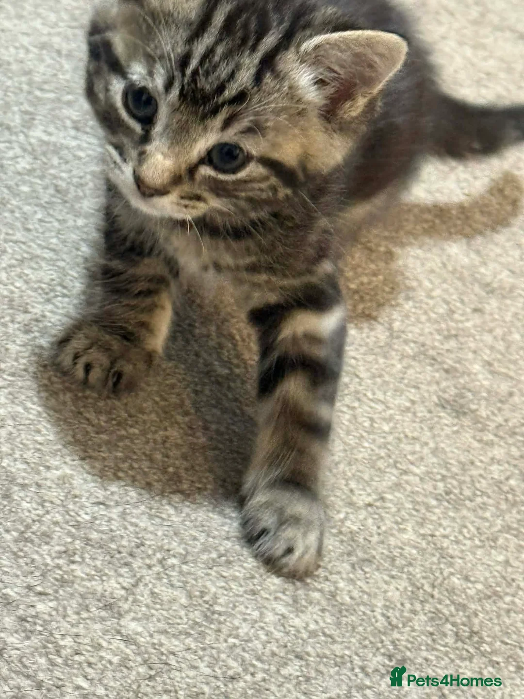 Mixed Breed cats for sale: Kittens ready to go - Advert 5