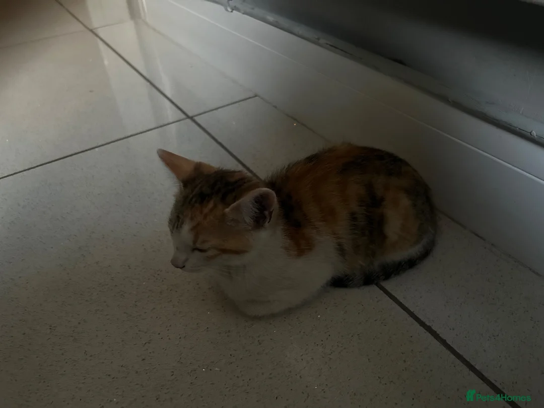 Mixed Breed cats for sale: Gorgeous tabby kitten - Advert 2