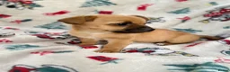 Mixed Breed dogs for sale: Jack Russell/ Yorkshire terrier puppy’s  in Pontypool - Advert 40