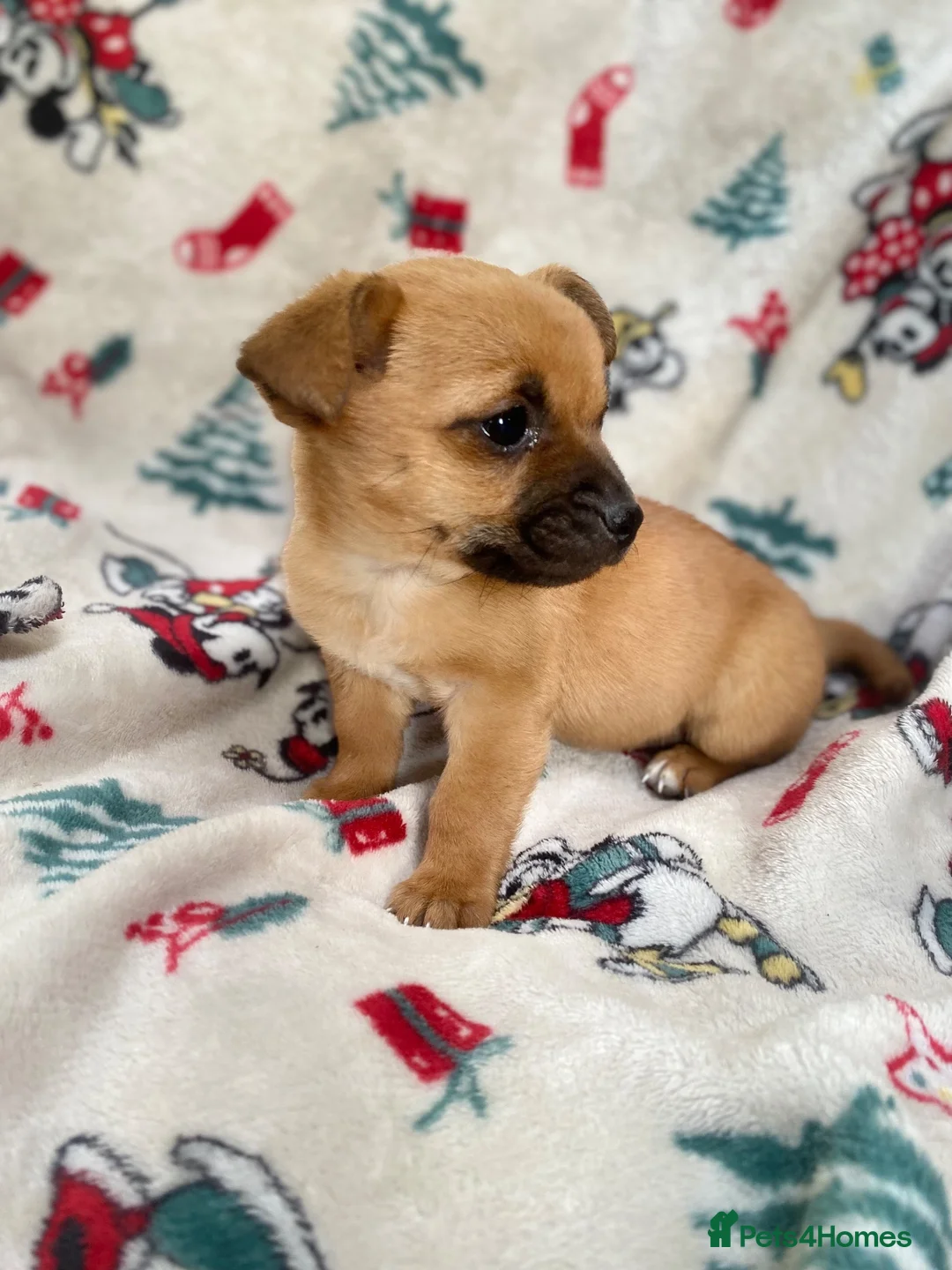 Mixed Breed dogs for sale: Jack Russell/ Yorkshire terrier puppy’s  in Pontypool - Advert 40