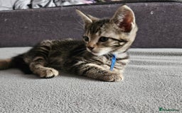 Russian Blue cats for sale: Mix Russian Blue and Maine Coon - Image 1