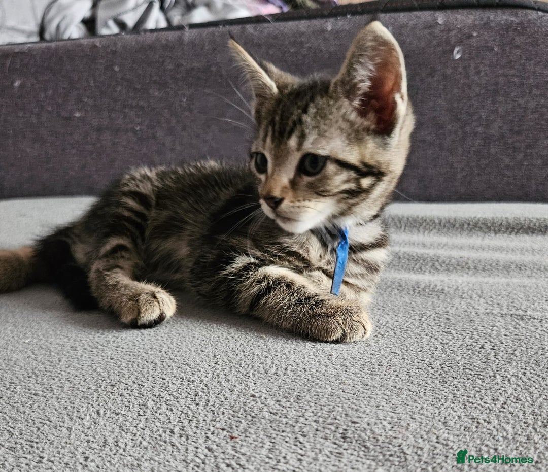 Russian Blue cats for sale: Mix Russian Blue and Maine Coon - Image 1
