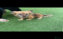 Mixed Breed dogs for sale: Adorable female is looking for new home - Image 9