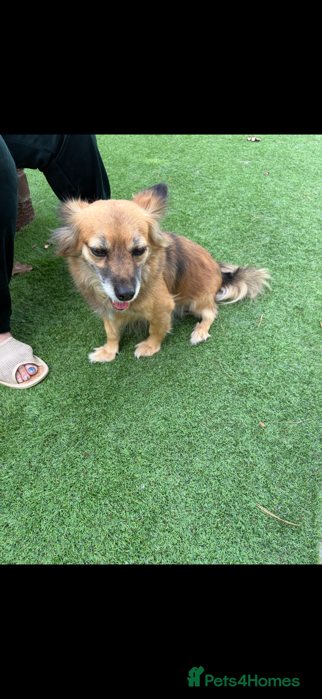Mixed Breed dogs for sale: Adorable female is looking for new home - Image 9
