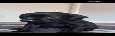 Labrador Retriever Puppy 4