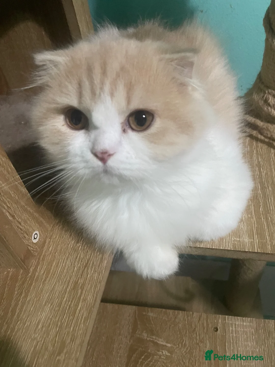 Scottish Fold cats for sale: Scottish fold - Advert 2