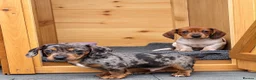 Dachshund dogs for sale: Dachshunds - Advert 6