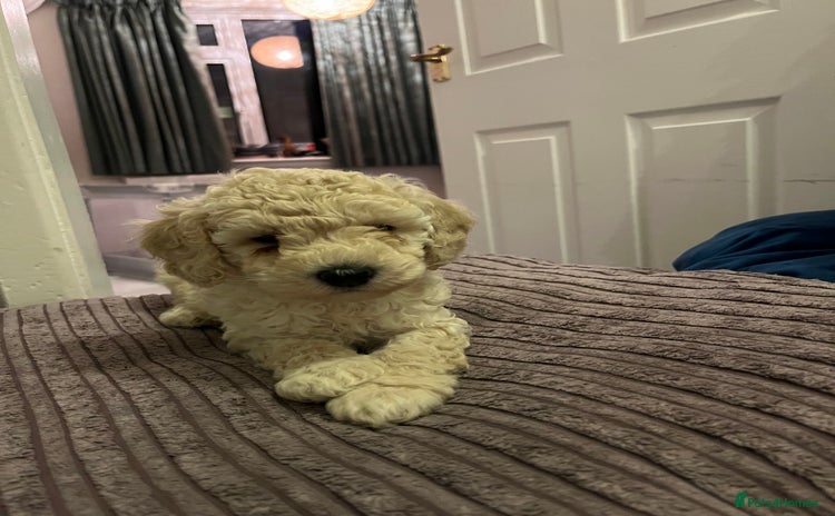 Mixed Breed dogs - Advert 1