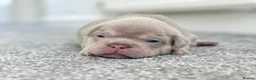 French Bulldog dogs for sale: EPIC KC FRENCH BULLDOG PUPPIES!! in Tredegar - Advert 13