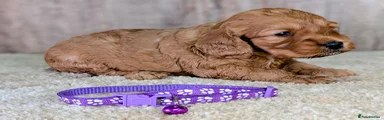 Purple collar girl ID 6223